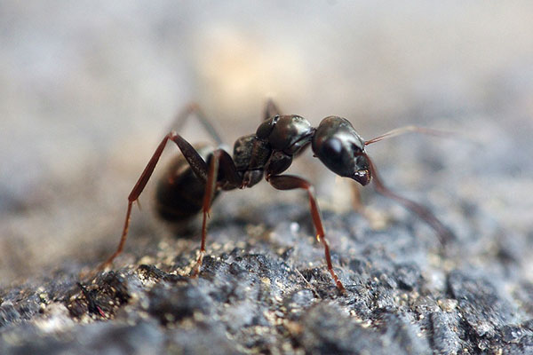 How to Get Rid of Ants Using a Least Toxic